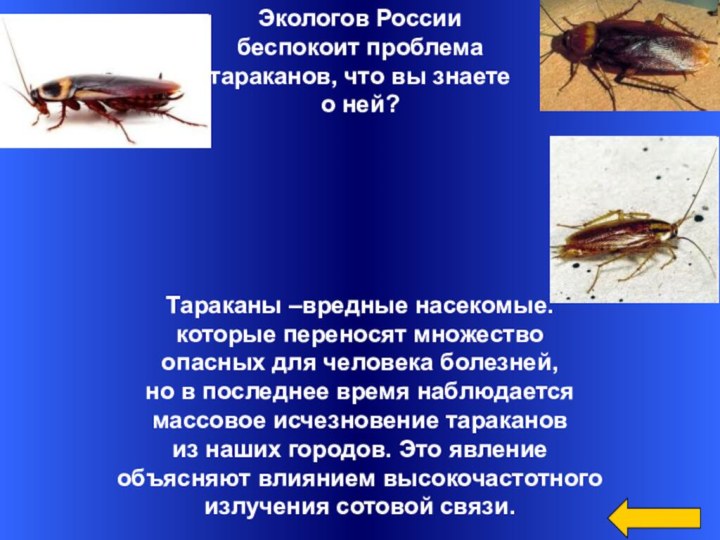 Экологов России беспокоит проблема тараканов, что вы знаете о ней?Тараканы –вредные насекомые.