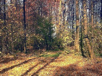 Открытый урок  Природу-мать учить воспевать методическая разработка