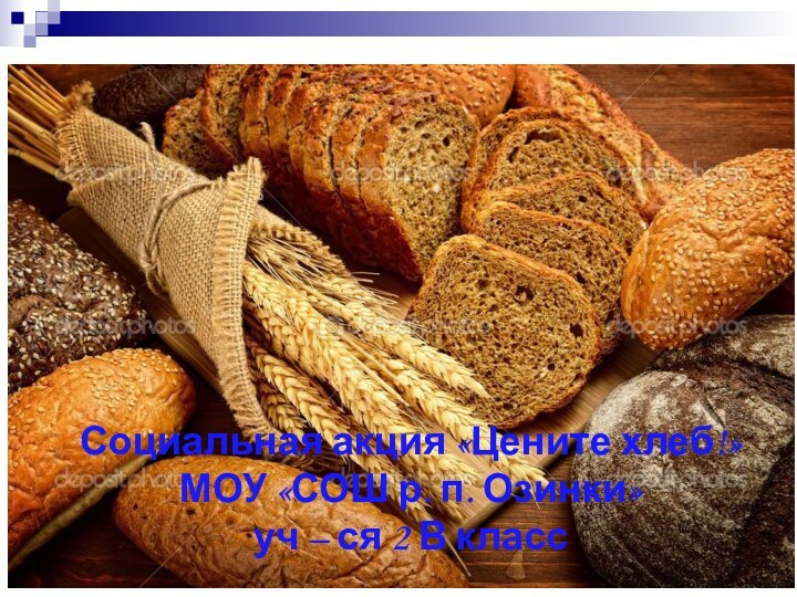 Социальная акция «Цените хлеб!»МОУ «СОШ р. п. Озинки» уч – ся 2 В класс