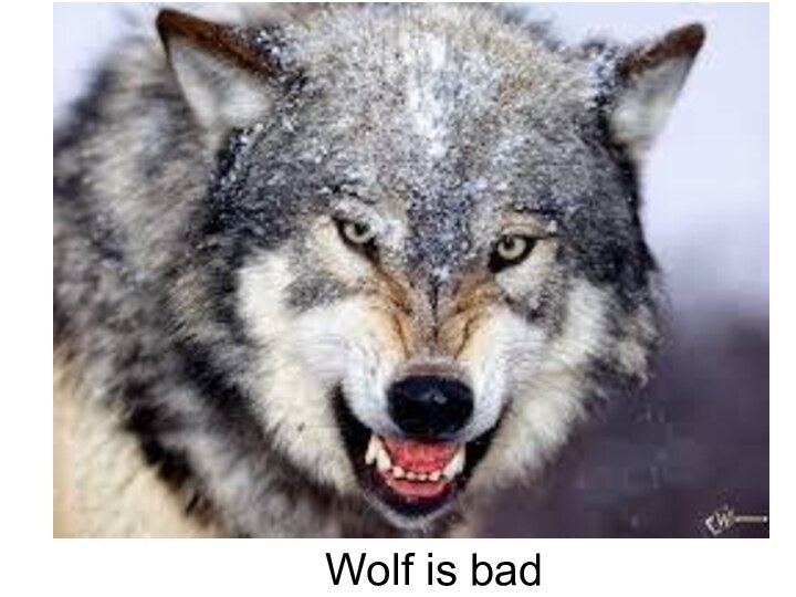 Wolf is bad