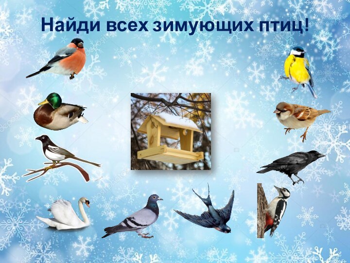 Найди всех зимующих птиц!