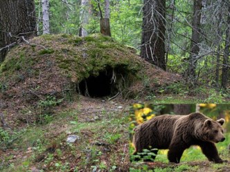 Педагогическая находка. Конспект непосредственно-образовательной деятельности в младшей группе Путешествие в лес план-конспект занятия по окружающему миру (младшая группа)