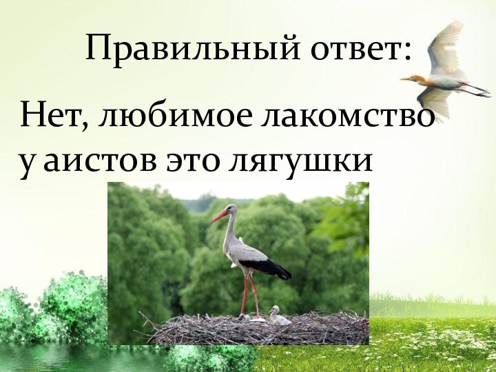 Правильный ответ:Нет, любимое лакомство у аистов это лягушки