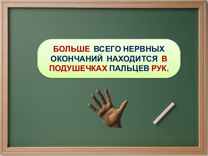 БОЛЬШЕ ВСЕГО НЕРВНЫХ ОКОНЧАНИЙ НАХОДИТСЯ В ПОДУШЕЧКАХ ПАЛЬЦЕВ РУК.