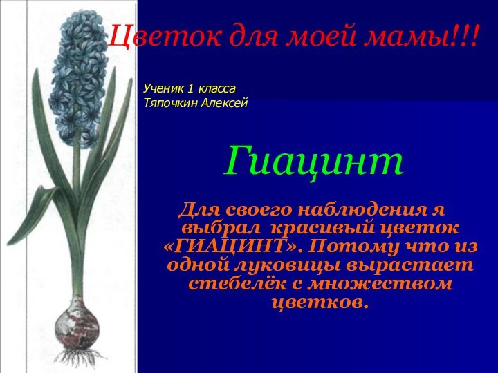 Гиацинт Для своего наблюдения я выбрал красивый цветок «ГИАЦИНТ». Потому что из