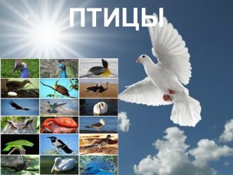 Птицы. презентация к уроку по окружающему миру (4 класс)