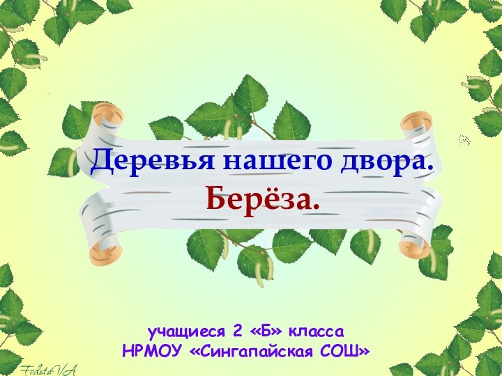 Деревья нашего двора. Берёза.учащиеся 2 «Б» классаНРМОУ «Сингапайская СОШ»