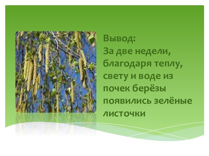 Вывод:  За две недели, благодаря теплу, свету и воде из почек