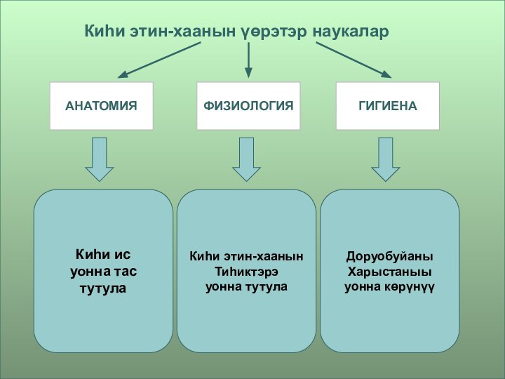 Киһи этин-хаанын үөрэтэр наукаларАНАТОМИЯФИЗИОЛОГИЯГИГИЕНАКиһи ис уонна тас тутулаКиһи этин-хаанын Тиһиктэрэ уонна тутулаДоруобуйаны Харыстаныы уонна көрүнүү