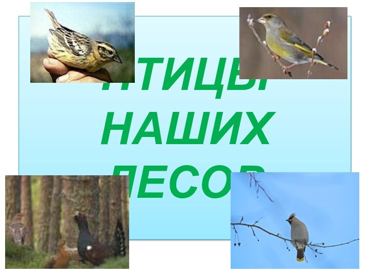 ПТИЦЫ НАШИХ ЛЕСОВ