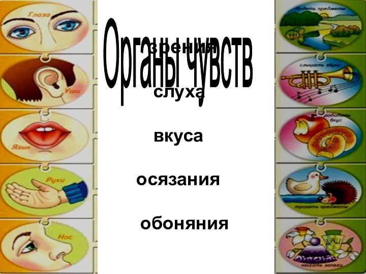 зренияОрганы чувств