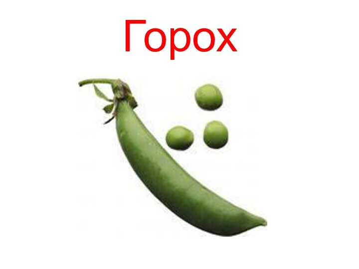 Горох