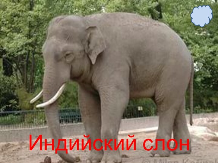 Индийский слон