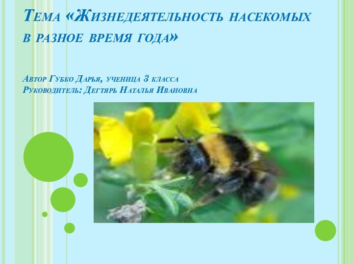 Тема «Жизнедеятельность насекомых в разное время года»  Автор Губко Дарья, ученица
