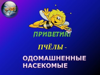 odomashnennye nasekomye