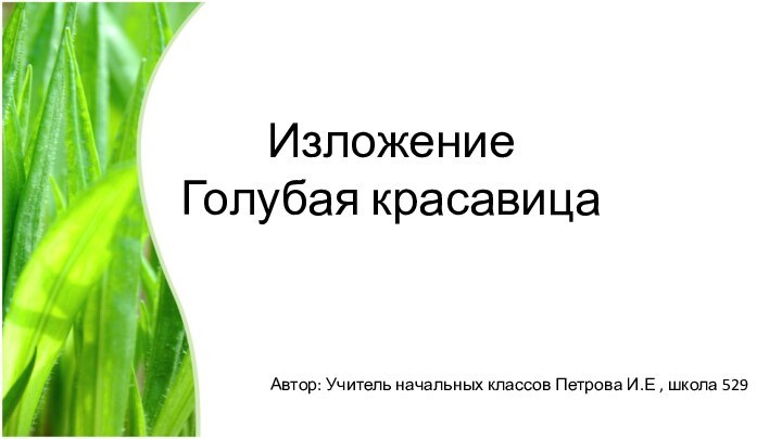 Автор: Учитель начальных классов Петрова И.Е , школа 529    Изложение Голубая красавица