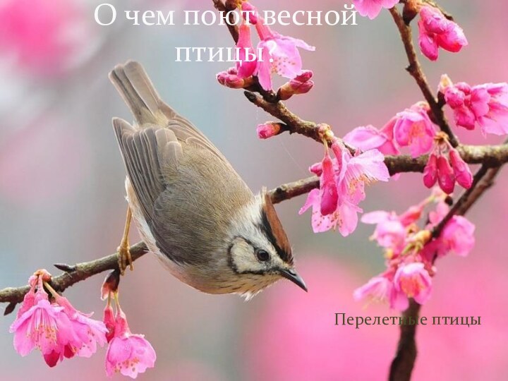 Перелетные птицыО чем поют весной птицы?