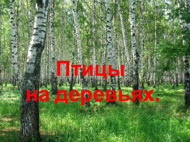 Птицы на деревьях.