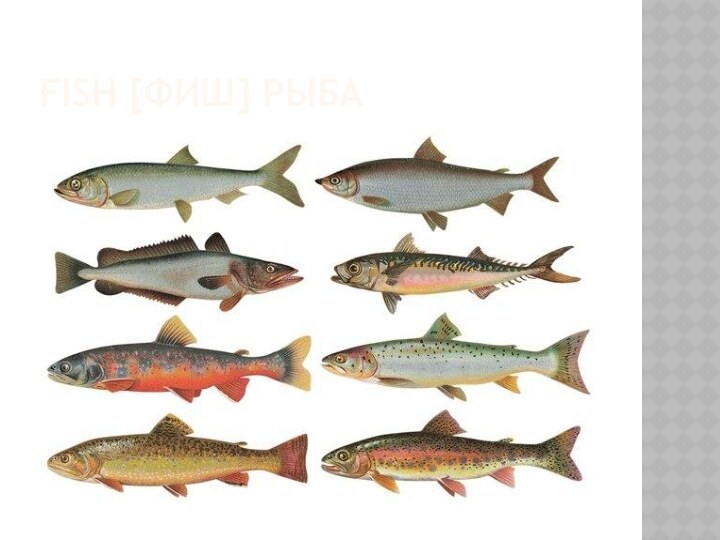 Fish [фиш] рыба