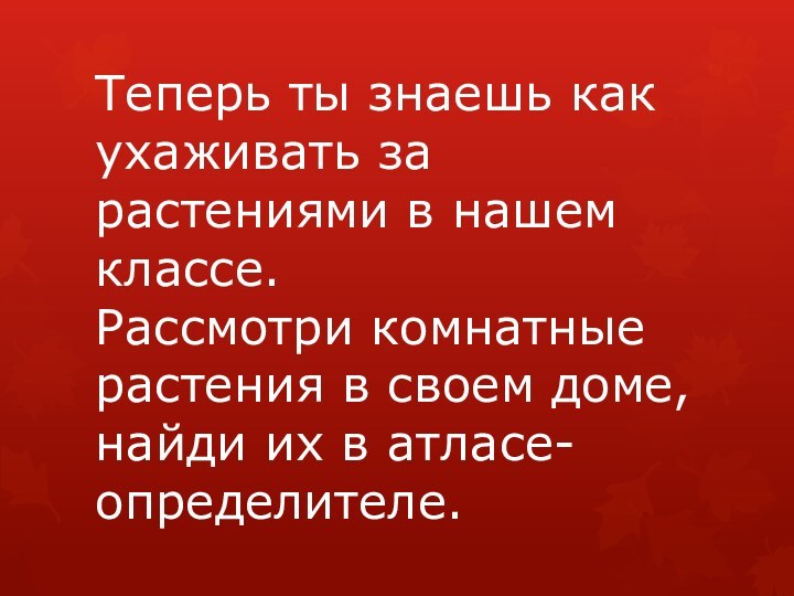 Теперь ты знаешь как ухаживать за растениями в нашем классе. Рассмотри комнатные