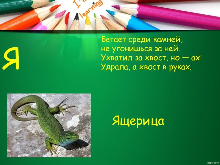 ЯБегает среди камней,не угонишься за ней.Ухватил за хвост, но — ах!Удрала, а хвост в руках.Ящерица