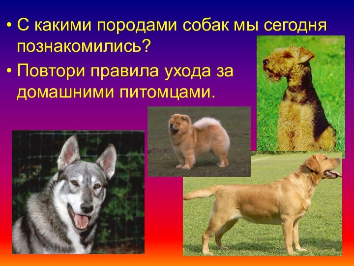 С какими породами собак мы сегодня познакомились?Повтори правила ухода за домашними питомцами.