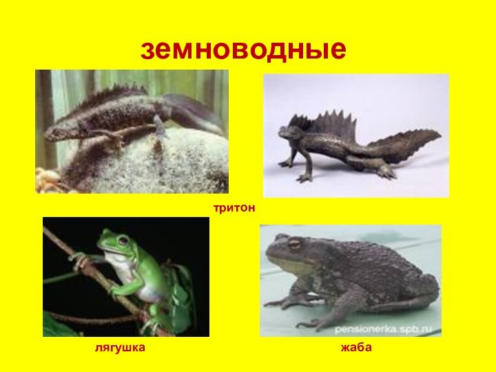 земноводныетритонлягушкажаба