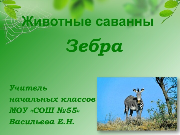 Животные саванны ЗебраУчитель начальных классов МОУ «СОШ №55»Васильева Е.Н.