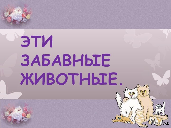 ЭТИ ЗАБАВНЫЕ ЖИВОТНЫЕ.