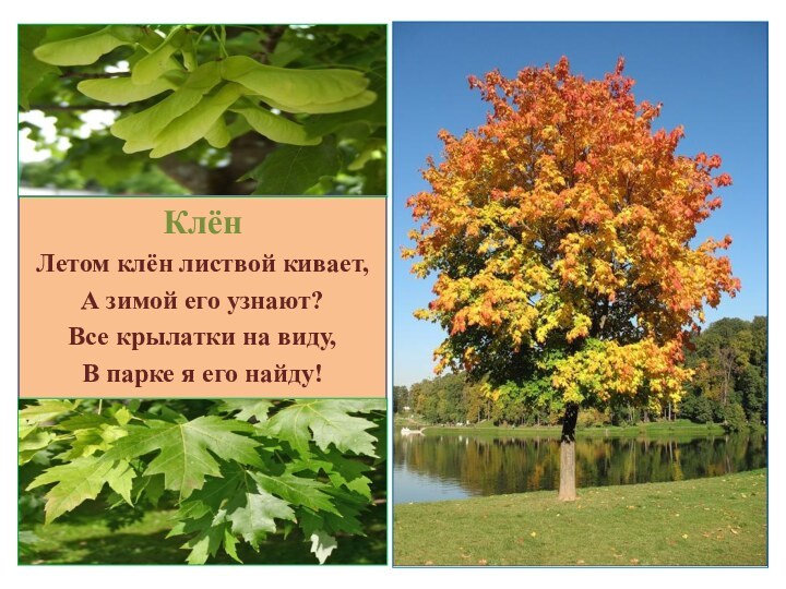 КлёнЛетом клён листвой кивает,А зимой его узнают?Все крылатки на виду,В парке я его найду! 