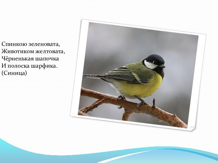 Спинкою зеленовата, Животиком желтовата, Чёрненькая шапочка И полоска шарфика. (Синица)