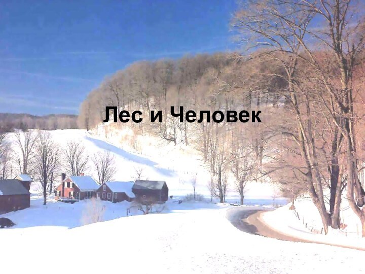 Лес и Человек