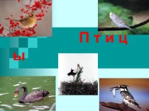 ПРЕЗЕНТАЦИЯ Птицы к уроку окружающего мира в 3 классе презентация к уроку по окружающему миру (3 класс) по теме