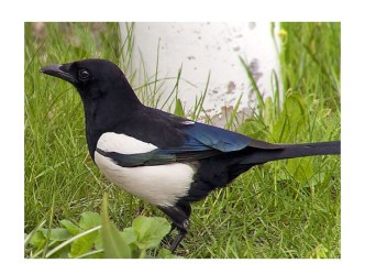 презентации презентация к уроку по теме