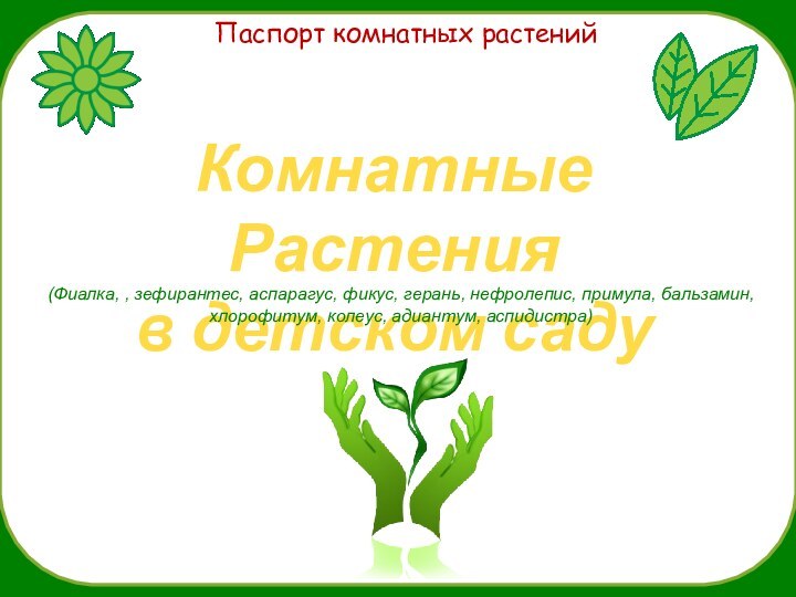 Паспорт комнатных растенийКомнатные Растения в детском саду(Фиалка, , зефирантес, аспарагус, фикус, герань,