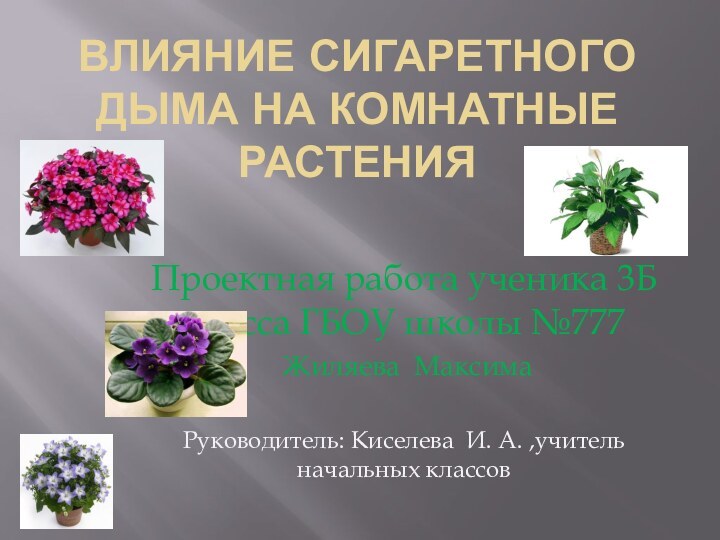 Влияние сигаретного дыма на комнатные растения Проектная работа ученика 3Б класса ГБОУ