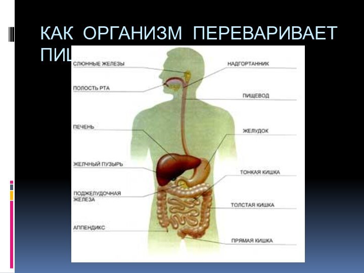 КАК ОРГАНИЗМ ПЕРЕВАРИВАЕТ ПИЩУ?