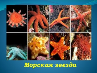 Морская вода и её обитатели (часть 2)