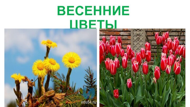 ВЕСЕННИЕ ЦВЕТЫ