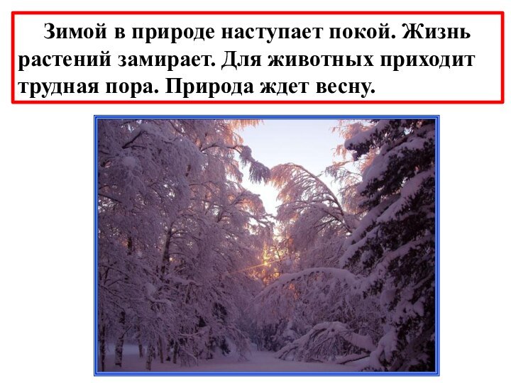 Зимой в природе наступает покой. Жизнь растений замирает. Для животных приходит трудная пора. Природа ждет весну.