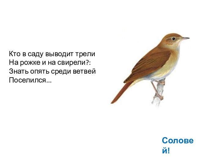 Кто в саду выводит трели На рожке и на свирели?: Знать опять среди ветвей Поселился...Соловей!