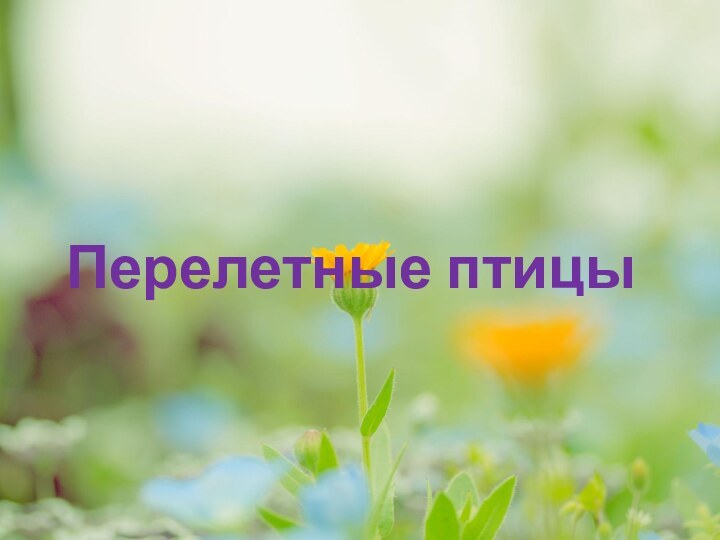 Перелетные птицы