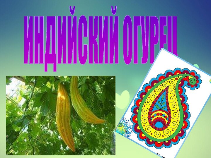 ИНДИЙСКИЙ ОГУРЕЦ