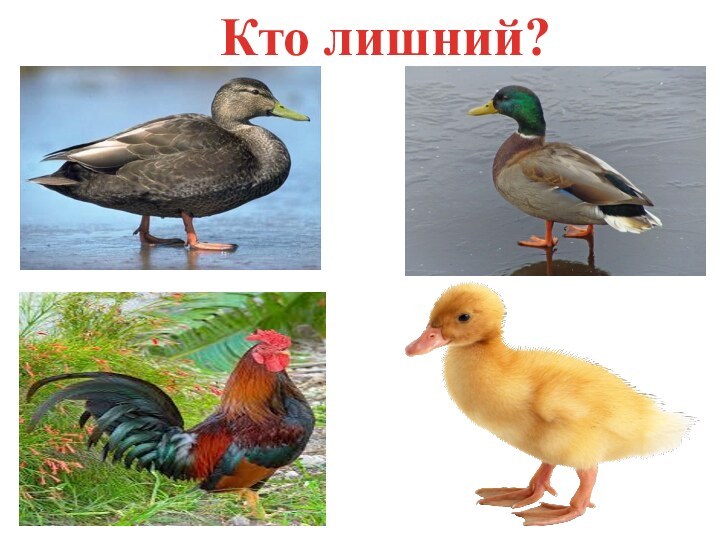 Кто лишний?