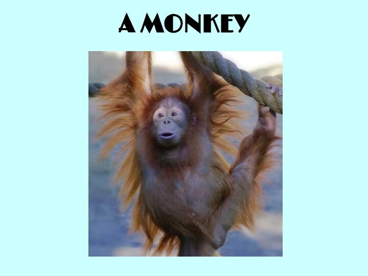 A MONKEY