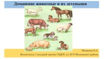 Домашние животные и их детеныши презентация к уроку по окружающему миру (младшая группа)  