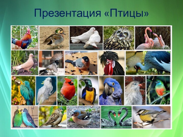Презентация «Птицы»