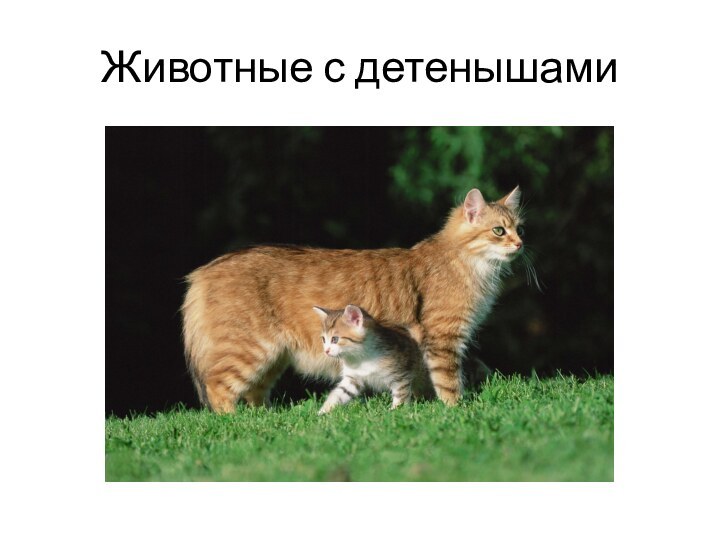 Животные с детенышами