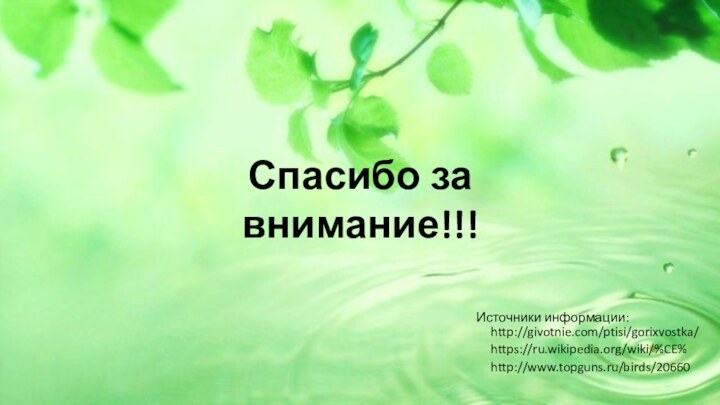 Спасибо за внимание!!!http://givotnie.com/ptisi/gorixvostka/Источники информации:https://ru.wikipedia.org/wiki/%CE%http://www.topguns.ru/birds/20660