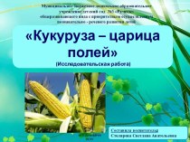 Кукуруза - царица полей презентация к уроку по окружающему миру (старшая группа)